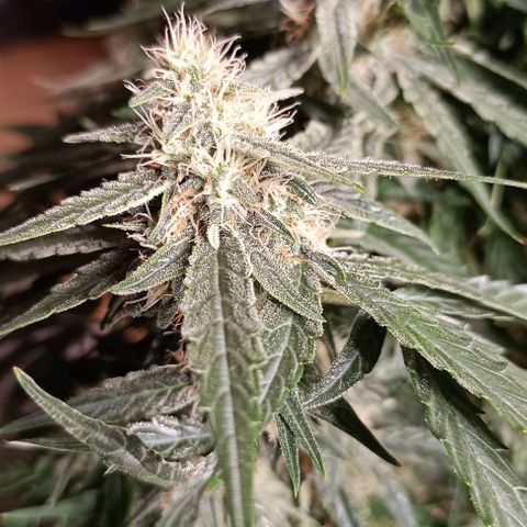 F1 Hybrid Titan 2 growlog timeline photo