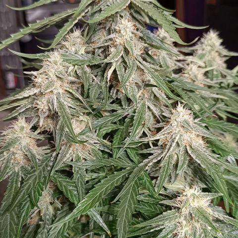 F1 Hybrid Titan 2 growlog timeline photo