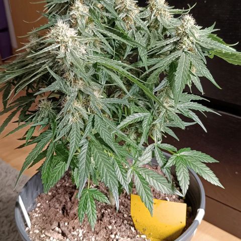 F1 Hybrid Titan 2 growlog timeline photo