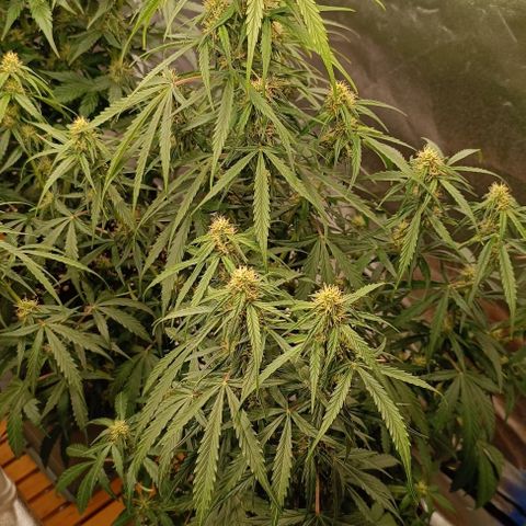 Do Si Dos 2 growlog timeline photo