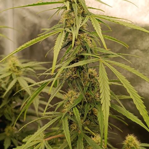 Do Si Dos 2 growlog timeline photo