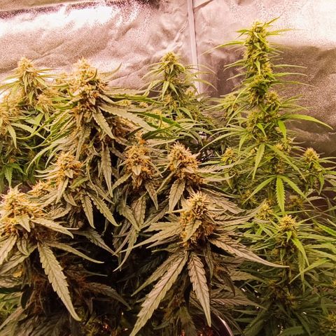 F1 Hybrid Milky Way growlog photo: Dosis entlaubt und F1 Titan 1&2 sowie F1 Milky Way gelollipoppt