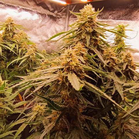 F1 Hybrid Milky Way growlog photo: Dosis entlaubt und F1 Titan 1&2 sowie F1 Milky Way gelollipoppt