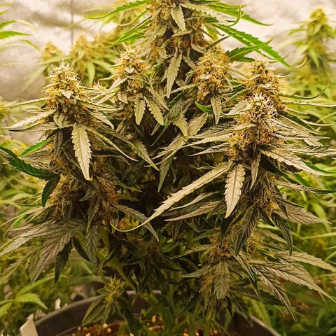 F1 Hybrid Milky Way growlog photo: Dosis entlaubt und F1 Titan 1&2 sowie F1 Milky Way gelollipoppt