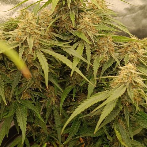 F1 Hybrid Milky Way growlog photo: Dosis entlaubt und F1 Titan 1&2 sowie F1 Milky Way gelollipoppt