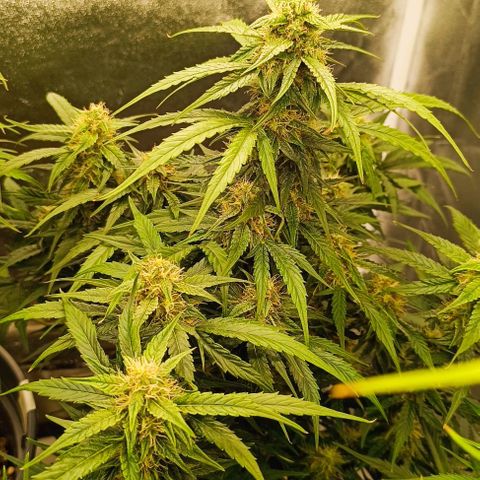 F1 Hybrid Milky Way growlog photo: Dosis entlaubt und F1 Titan 1&2 sowie F1 Milky Way gelollipoppt