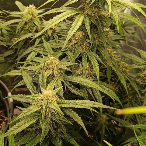 F1 Hybrid Milky Way growlog photo: Dosis entlaubt und F1 Titan 1&2 sowie F1 Milky Way gelollipoppt