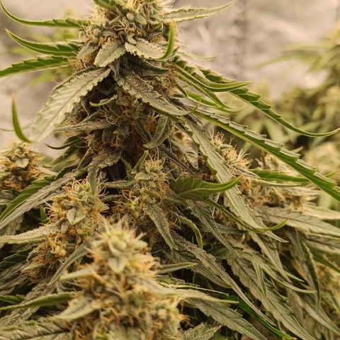F1 Hybrid Milky Way growlog photo: Dosis entlaubt und F1 Titan 1&2 sowie F1 Milky Way gelollipoppt