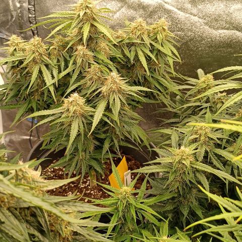 F1 Hybrid Milky Way growlog photo: Dosis entlaubt und F1 Titan 1&2 sowie F1 Milky Way gelollipoppt