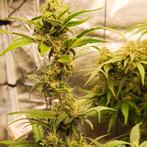 F1 Hybrid Milky Way growlog photo: Dosis entlaubt und F1 Titan 1&2 sowie F1 Milky Way gelollipoppt
