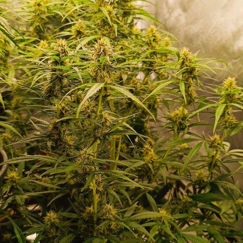 F1 Hybrid Milky Way growlog photo: Dosis entlaubt und F1 Titan 1&2 sowie F1 Milky Way gelollipoppt