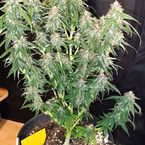 F1 Hybrid Milky Way growlog timeline photo