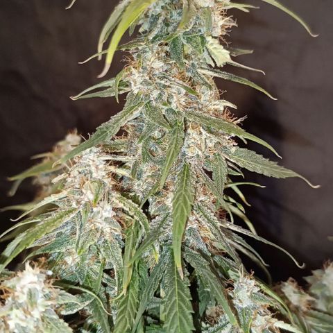 F1 Hybrid Milky Way growlog timeline photo