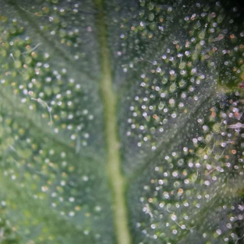 F1 Hybrid Milky Way growlog timeline photo