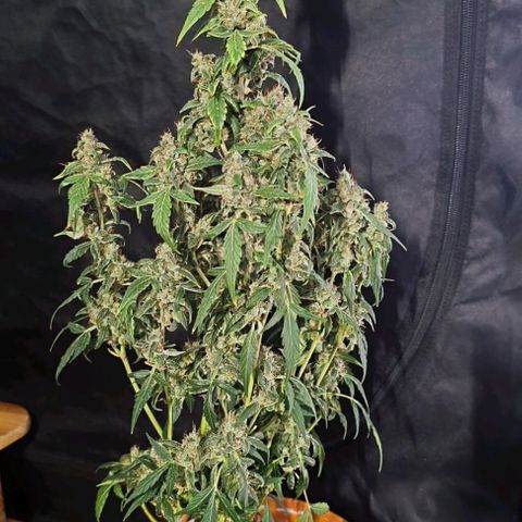 Do Si Dos 1 growlog timeline photo