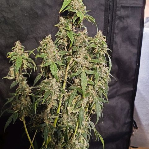 Do Si Dos 1 growlog timeline photo