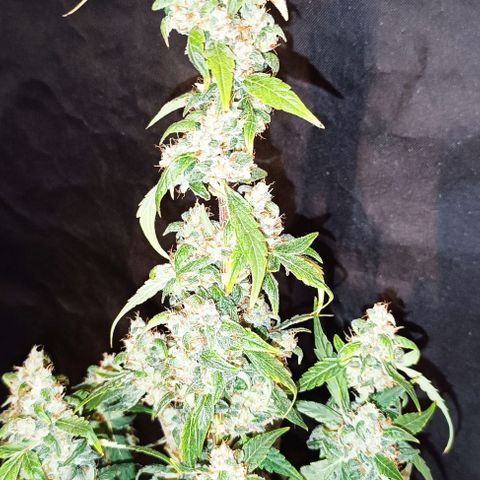 Do Si Dos 1 growlog timeline photo