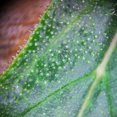 Do Si Dos 1 growlog timeline photo