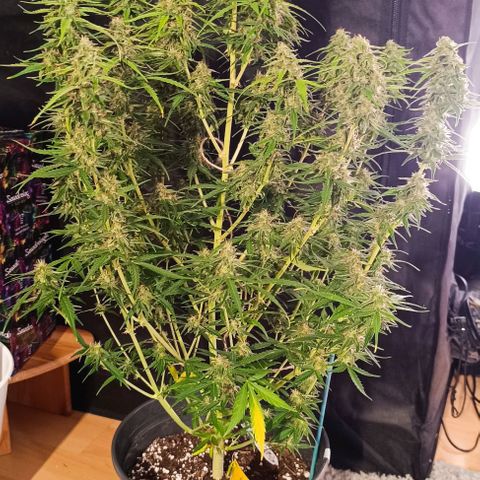 Do Si Dos 2 growlog timeline photo
