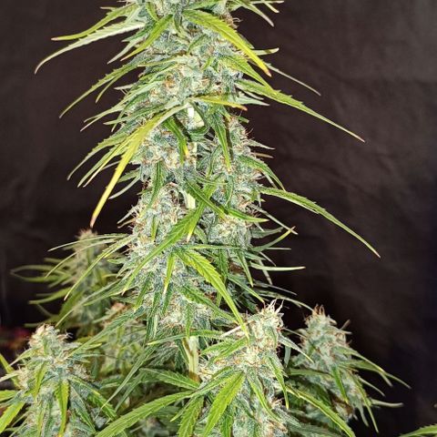 Do Si Dos 2 growlog timeline photo
