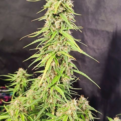 Do Si Dos 2 growlog timeline photo
