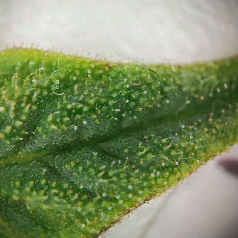 F1 Hybrid Milky Way growlog timeline photo
