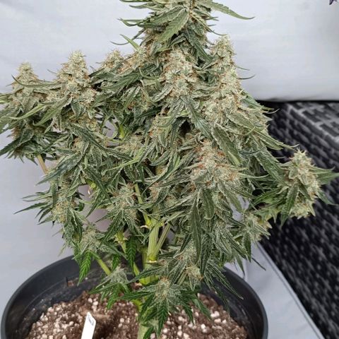 F1 Hybrid Titan 2 growlog timeline photo