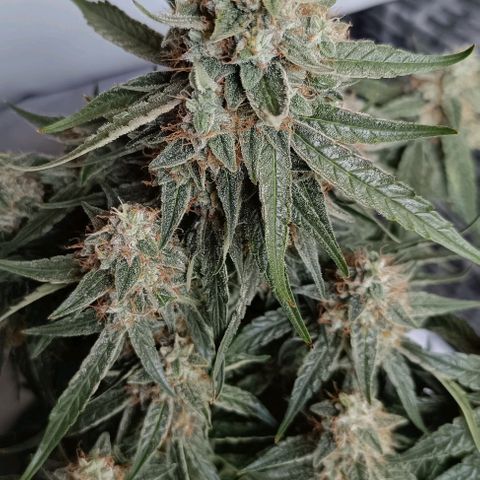 F1 Hybrid Titan 2 growlog timeline photo