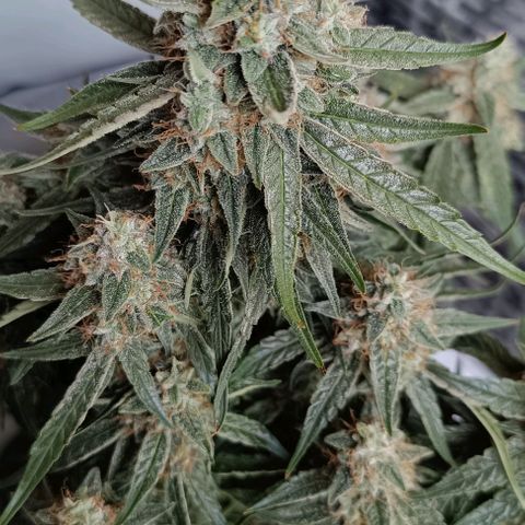 F1 Hybrid Titan 2 growlog timeline photo