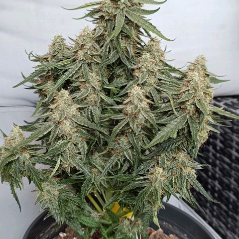 F1 Hybrid Titan 2 growlog timeline photo