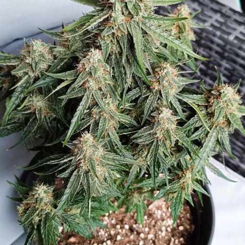 F1 Hybrid Titan 2 growlog timeline photo