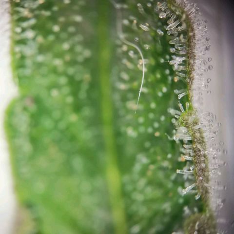 F1 Hybrid Titan 2 growlog timeline photo
