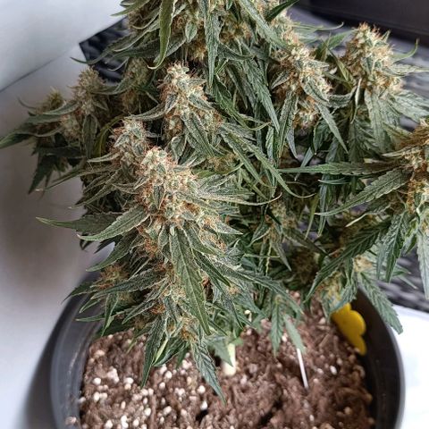 F1 Hybrid Titan 2 growlog timeline photo