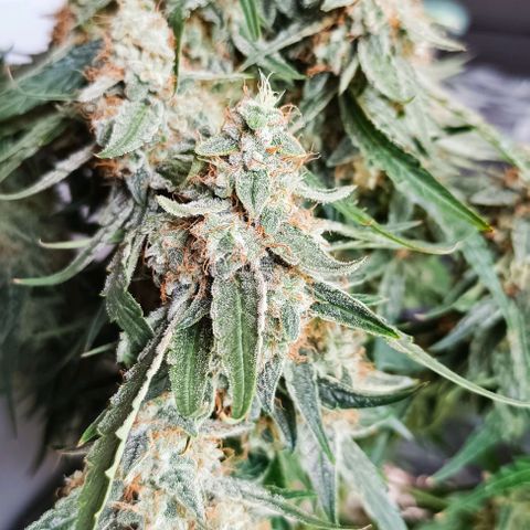 F1 Hybrid Titan 2 growlog timeline photo