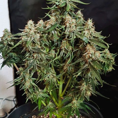 F1 Hybrid Titan 2 growlog timeline photo