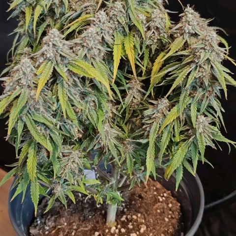 F1 Hybrid Titan 1 growlog timeline photo