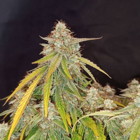 F1 Hybrid Titan 1 growlog timeline photo