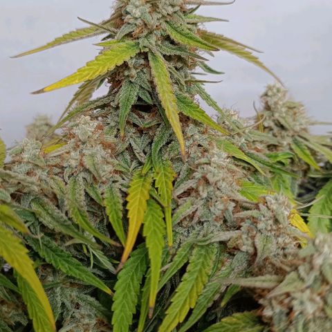 F1 Hybrid Titan 1 growlog timeline photo
