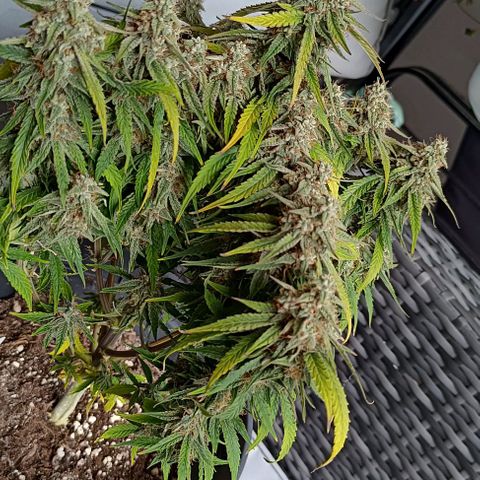 F1 Hybrid Titan 1 growlog timeline photo