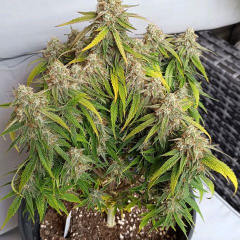 F1 Hybrid Titan 1 growlog timeline photo