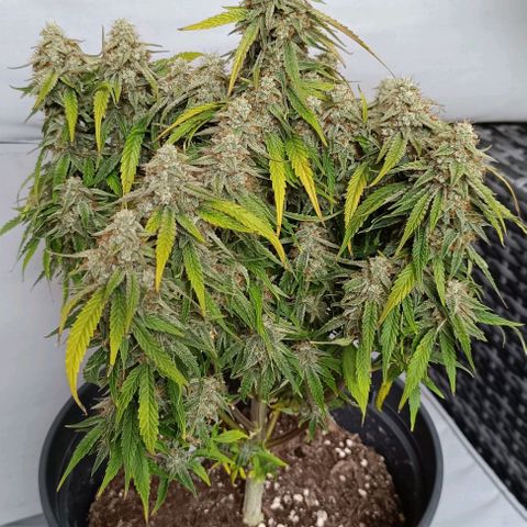 F1 Hybrid Titan 1 growlog timeline photo