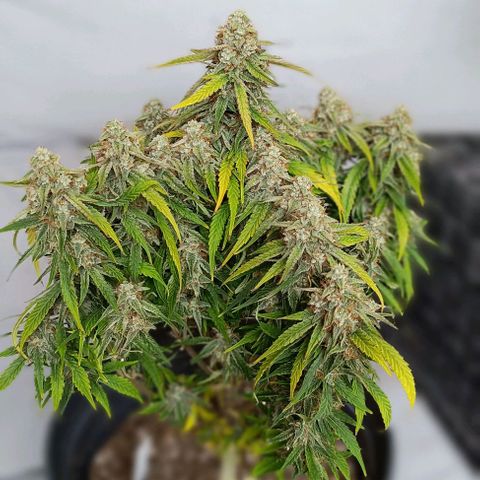 F1 Hybrid Titan 1 growlog timeline photo