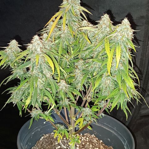 F1 Hybrid Titan 1 growlog timeline photo
