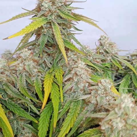 F1 Hybrid Titan 1 growlog timeline photo