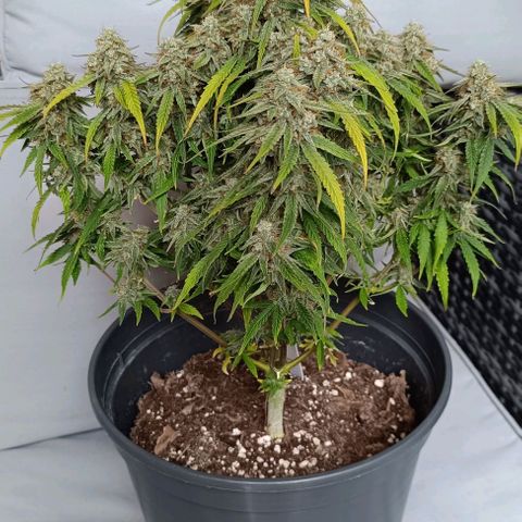 F1 Hybrid Titan 1 growlog timeline photo