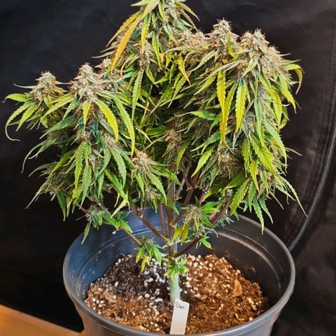 F1 Hybrid Titan 1 growlog timeline photo