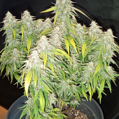F1 Hybrid Titan 1 growlog timeline photo
