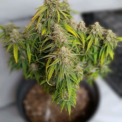 F1 Hybrid Titan 1 growlog timeline photo