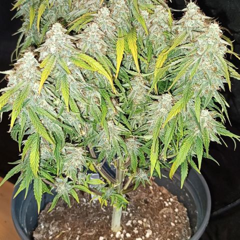 F1 Hybrid Titan 1 growlog timeline photo