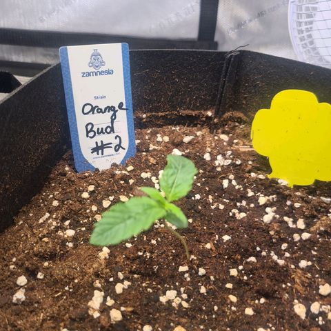 Orange Bud #2 growlog timeline photo